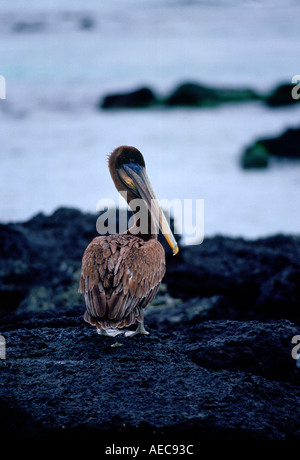 Braune Pelikan Galapagos Inseln Ecuador Stockfoto