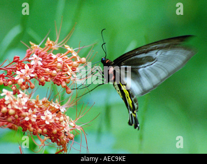 Südlichen Birdwing Troides Minos größten indischen Schmetterling Männchen saugen Nektar aus Clerodendron Blume Stockfoto