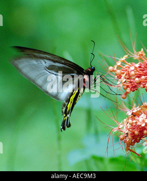 Südlichen Birdwing Troides Minos größten indischen Schmetterling Männchen saugen Nektar aus Clerodendron Blume Stockfoto