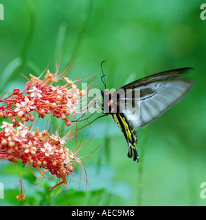 Südlichen Birdwing Troides Minos größten indischen Schmetterling Männchen saugen Nektar aus Clerodendron Blume Stockfoto