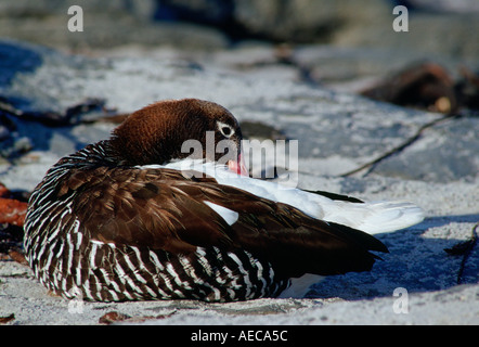 Kelp Gans Sea Lion Island-Falkland-Inseln Stockfoto