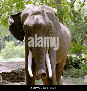 Frontale Medium Nahaufnahme Schuss der Kopf eines indischen Elefanten, Kerala Stockfoto