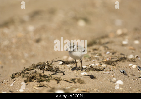 Flussregenpfeifer Plover Charadrius Hiaticula Küken am Strand England Juli Stockfoto