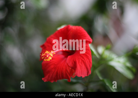 Straße Blumen in Brooklyn. Stockfoto