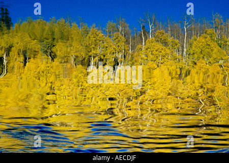 Reflexion der Espe Bäume in Bilk Creek in der Nähe von Telluride, Colorado USA Stockfoto