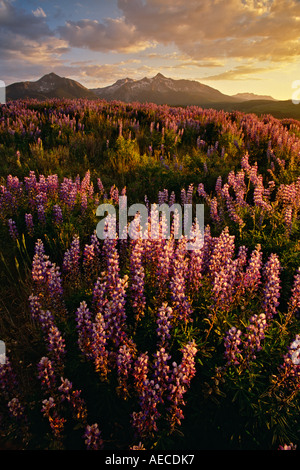 Lupinen mit Wilson Peak im Hintergrund in der Nähe von Telluride, Colorado USA Stockfoto