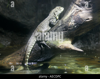 Gippsland Water Dragon (Physignathus Lesuerii Howitii) auf Baumstumpf sitzend mit seiner Rute im Wasser hängen. Stockfoto