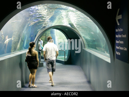 Besucher im Melbourne Aquarium, Victoria, Australien. Stockfoto