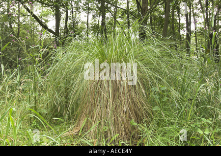 Cladium Mariscus wächst in feuchten Fenland Lebensraum Norfolk England Stockfoto