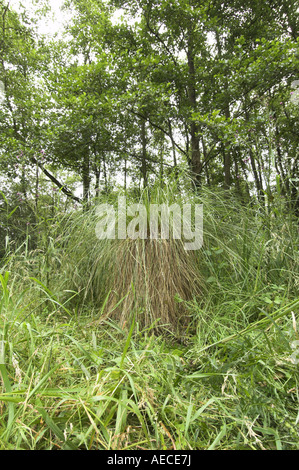 großer Moor Segge Cladium Mariscus wächst in feuchten Fenland Norfolk England Stockfoto