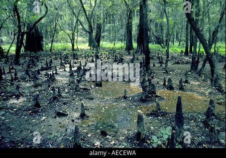 Sumpfzypresse Knie im Sumpf in der Nähe von Cypress Bayou, Caddo Lake State Park, Texas, USA Stockfoto