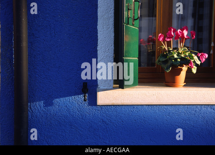 Eingemachte Planbt in der Fensterbank eines Hauses gemalt blue Burano Venedig Italien Stockfoto