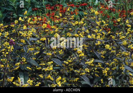 Fransen Gilbweiderich Lysimachia Ciliata Firecracker Stockfoto