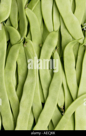 Grüne Bohne (Phaseolus Vulgaris var. Vulgaris 