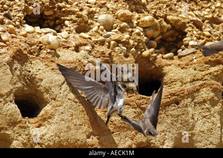 Uferschwalbe (Riparia Riparia), seine Zucht-Höhle, Österreich, Burgenland, Neusiedler See Stockfoto