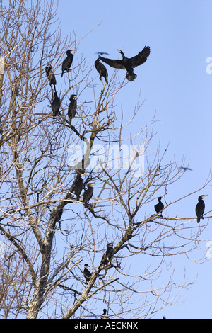 Kormoran (Phalacrocorax Carbo), Raffung an der Schlafkoje, Deutschland, Baden-Württemberg Stockfoto