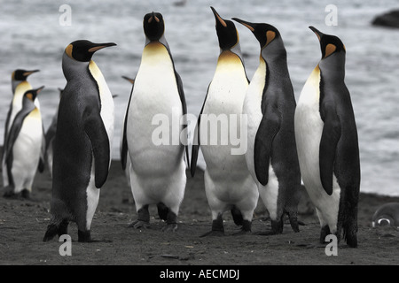 King Penguin (Aptenodytes Patagonicus), stehen am Strand, Antarktis, Suedgeorgien Gruppe Stockfoto