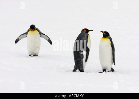 King Penguin (Aptenodytes Patagonicus), drei Personen nebeneinander im Schnee, Antarktis, Suedgeorgien Stockfoto