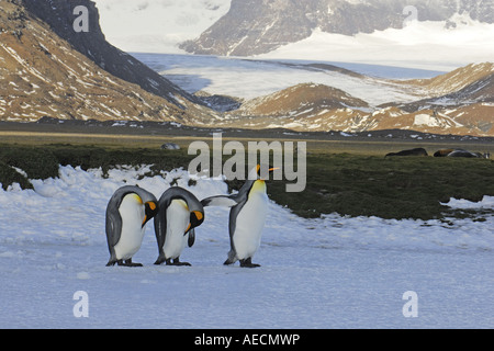 King Penguin (Aptenodytes Patagonicus), drei Tiere im Schnee, Antarktis, Suedgeorgien Stockfoto