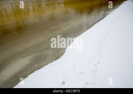 Rotfuchs Spuren auf dem Eis Stockfoto