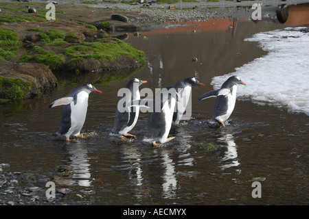 Gentoo Penguin (Pygoscelis Papua), schnell fünf Tiere laufen durch Bach, Antarktis, Suedgeorgien Stockfoto