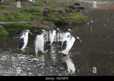 Gentoo Penguin (Pygoscelis Papua), fünf Tiere, die in einem Bach, Antarktis, Suedgeorgien Stockfoto