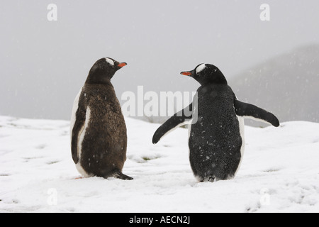Gentoo Penguin (Pygoscelis Papua), zwei Tiere im Schnee von hinten, Antarktis, Suedgeorgien Stockfoto