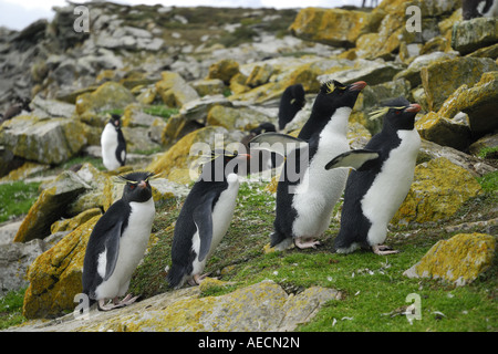 Felsenpinguin (Eudyptes Chrysocome), auf einem Felsen, Antarktis, Falkland-Insel Stockfoto