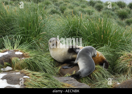 Antarktische Seebär (Arctocephalus Gazella), Mutter mit Jungtier, Antarktis, Suedgeorgien Stockfoto