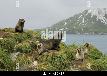 Antarktische Seebär (Arctocephalus Gazella), Eltern und Jugendliche an der Küste der Antarktis, Suedgeorgien Stockfoto