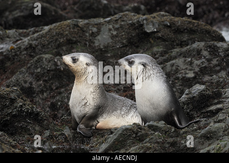 Antarktische Seebär (Arctocephalus Gazella), zwei Jugendliche nebeneinander an der felsigen Küste, Antarktis, Suedgeorgien Stockfoto