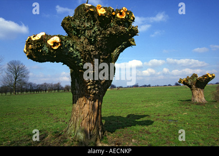 gemeinsame Weide Korbweide (Salix Viminalis), beschnitten, Schnitt, Deutschland, Nordrhein-Westfalen Stockfoto