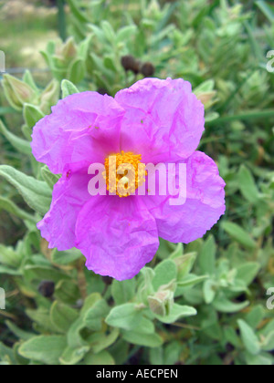 White-leaved Zistrosen, grau-leaved Zistrose (Cistus Albidus), Blume, Spanien, Mallorca Stockfoto