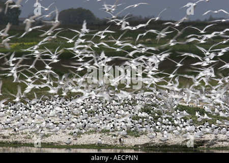 Brandseeschwalbe (Sterna Sandvicensis), Herde, Niederlande, Texel fliegen Stockfoto