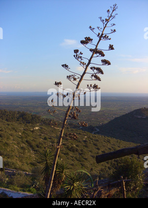 Agave, Jahrhundertpflanze (Agave Americana), Fruchtstand vor der Ebene von Palma De Mallorca, Spanien, Mallorca Stockfoto