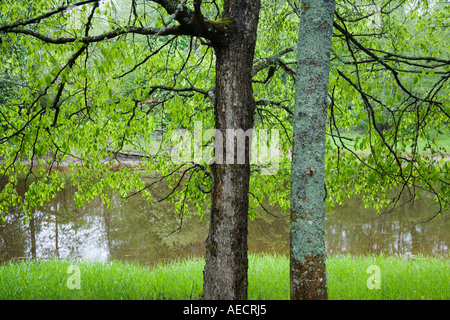Ein Ulmen und Erlen wachsen durch Fluss Stockfoto