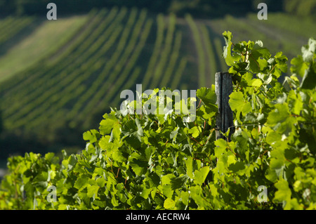 Wein Region Falkenstein im unteren Austrias Weinviertel Stockfoto