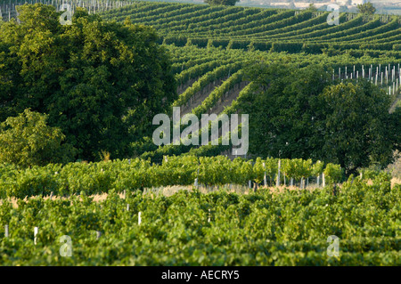 Niederösterreich-Retz Wein-Bereich Stockfoto