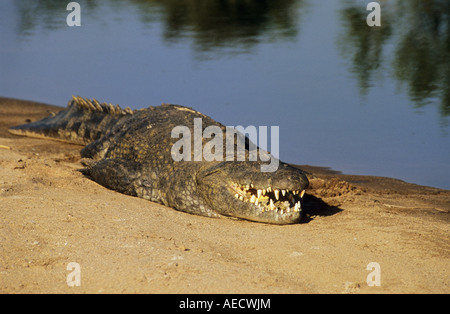 Kruger National Park, Südafrika, Safari, Tiere, adultes Nilkrokodil, Crocodylus niloticus, am Flussufer schlafend, Reptil, Apex-Raubtier Stockfoto