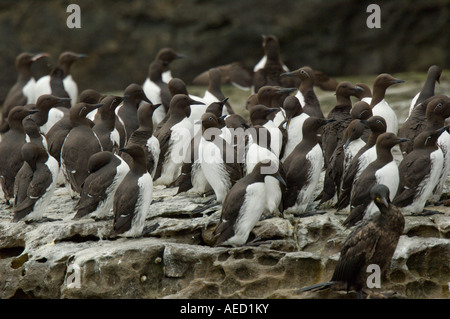 Schwarz Trottellumme (Uria Aalge), Noss Island, Shetland, UK Stockfoto