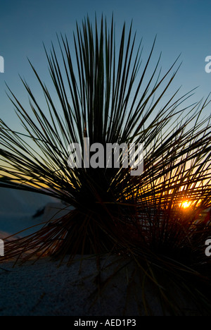 Adams Nadel schwachen Blatt Yucca Pflanze in White Sands National Monument in New Mexiko Stockfoto