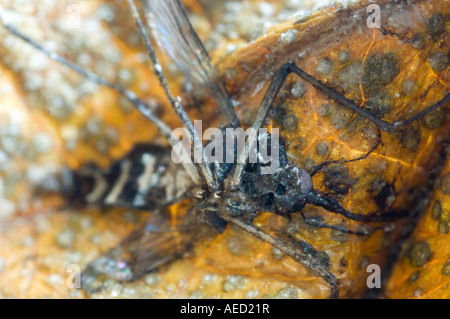 Die Asiatische Tigermücke (Aedes Albopictus), Spanien, Leiche, ein totes Blatt kleben tot erwachsenes Weibchen Stockfoto