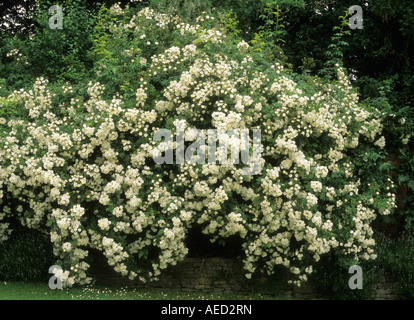 Towersey Manor Oxfordshire hinaufsteigende Rosenstrauch Rosa Rambling Rector an Wand Stockfoto