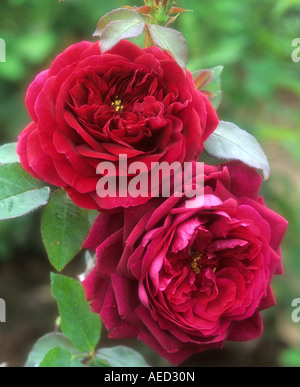 moderne Strauchrose Rosa der Prinz Stockfoto