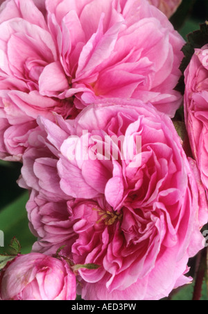 Strauchrose Rosa Petite de Hollande Stockfoto