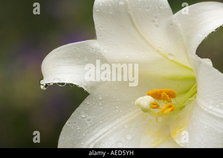 Lilly White Nahaufnahme Stockfoto