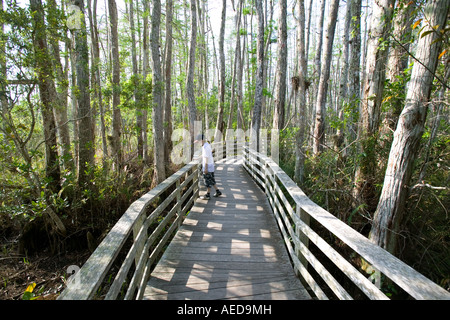 junge Wandern auf Promenade durch die Samp Zypressen am Corkscrew Swamp Sanctuary Stockfoto
