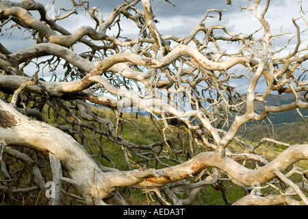 die Wurzeln und Stamm einer tot Scots Kiefer in Glen Lyon Schottland umgeweht Stockfoto