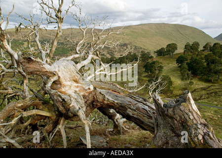 die Wurzeln und Stamm einer tot Scots Kiefer in Glen Lyon Schottland umgeweht Stockfoto