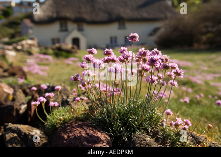 UK Devon innere Hoffnung Sparsamkeit Armeria Maritima im Garten des Spray Cottage Stockfoto